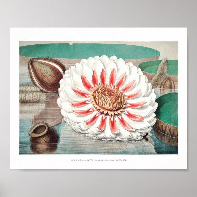 Vintage WaterLily Illustration Poster (Front)