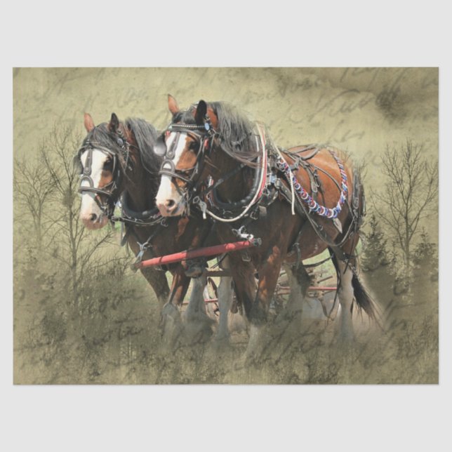 Vintage Weathered Clydesdale Postcard Tissue Paper (Front)