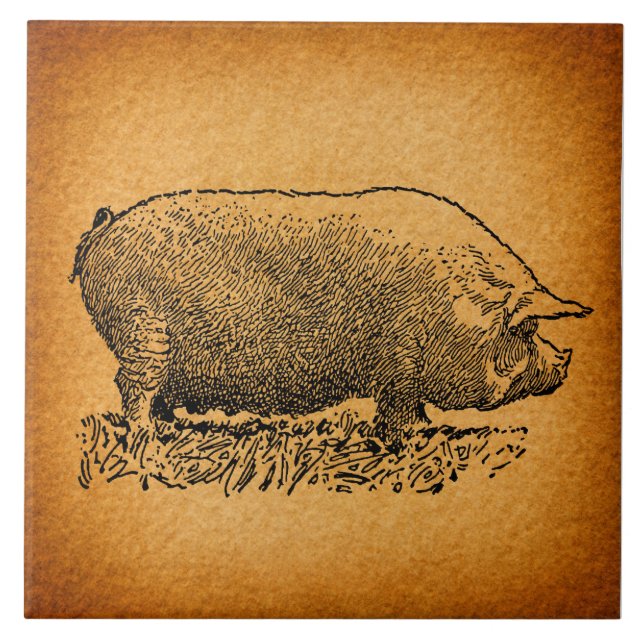 Vintage Western Style Antique Pig Art Illustration Tile (Front)