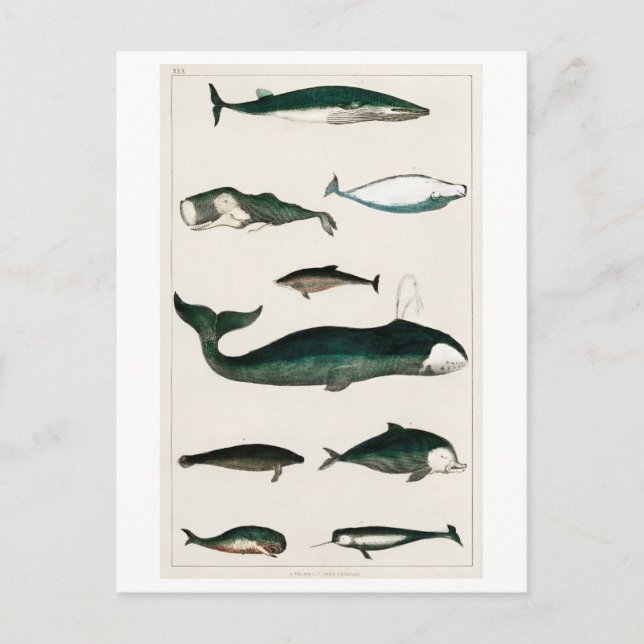 "VINTAGE WHALE COLLECTION" SEALIFE POSTCARD (Front)