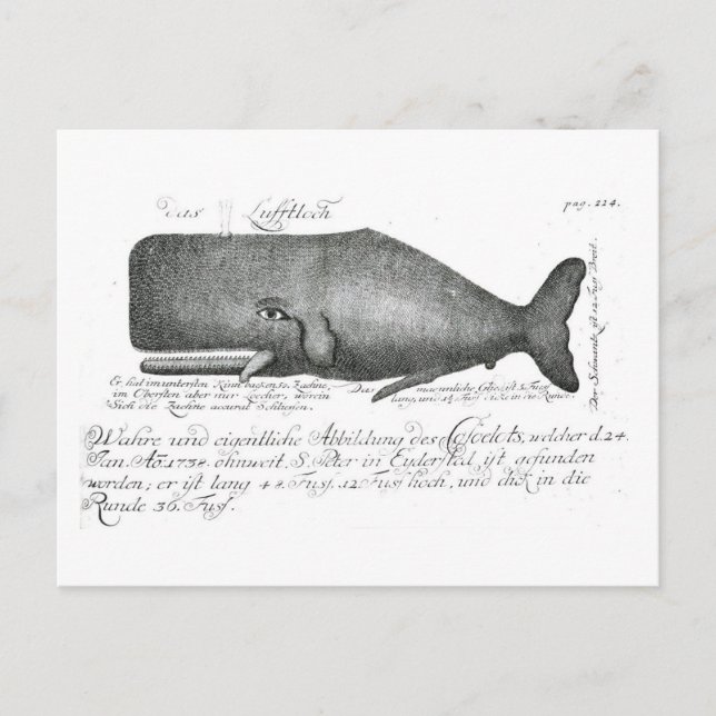 Vintage Whale Design Postcard (Front)