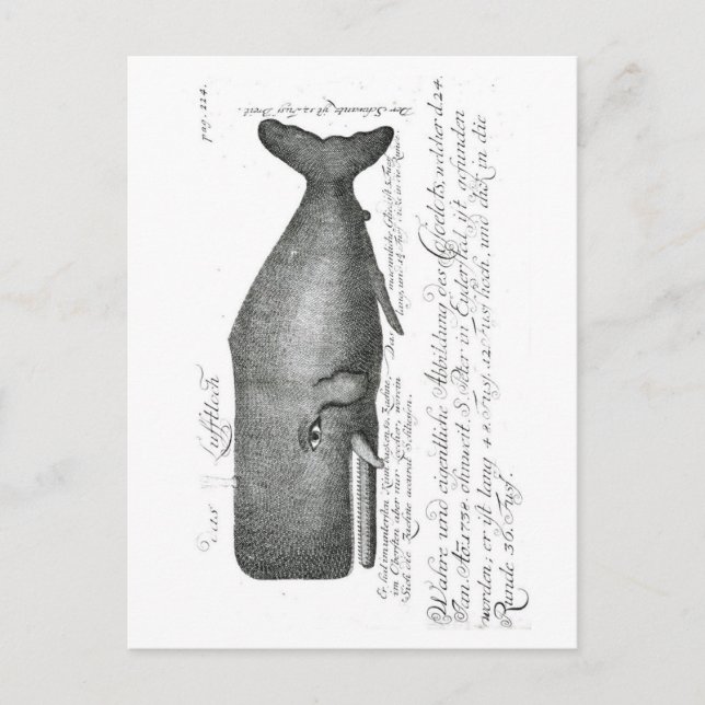 Vintage Whale Design Postcard (Front)