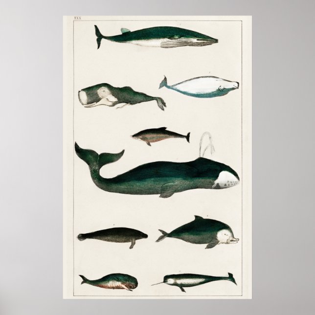 Vintage Whale Illustration Poster (Front)