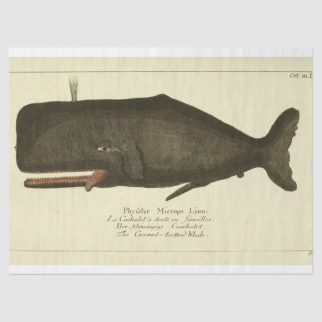 Vintage Whale Script Ephemera Decoupage Nautical Tissue Paper (Front)