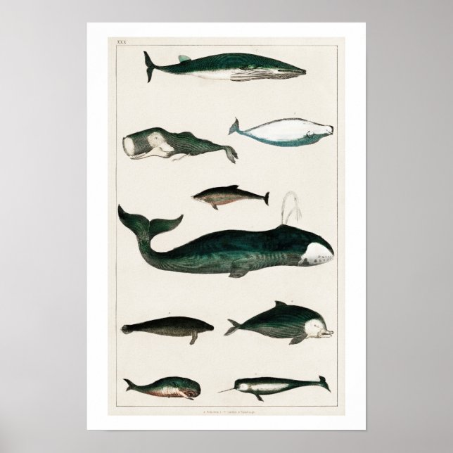 VINTAGE WHALES ILLUSTRATION POSTER (Front)