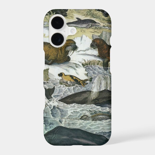 Vintage Whales, Seals and Walruses, Marine Animals (Back)