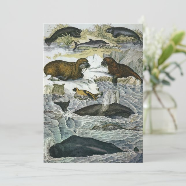 Vintage Whales, Seals and Walruses, Marine Animals Invitation (Standing Front)