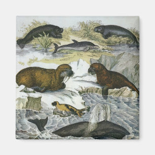 Vintage Whales, Seals and Walruses, Marine Animals Magnet