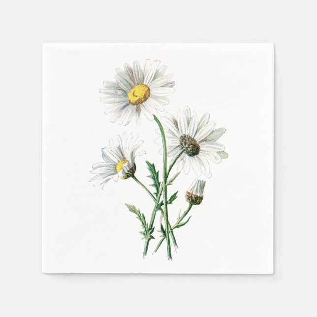 Vintage White Daisy Flower Illustration Floral Napkin (Front)