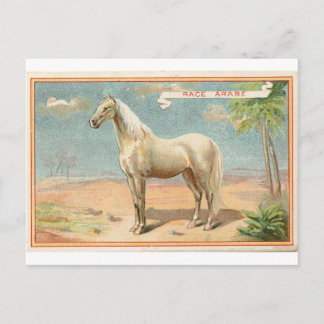 Vintage White Horse Graphic Postcard