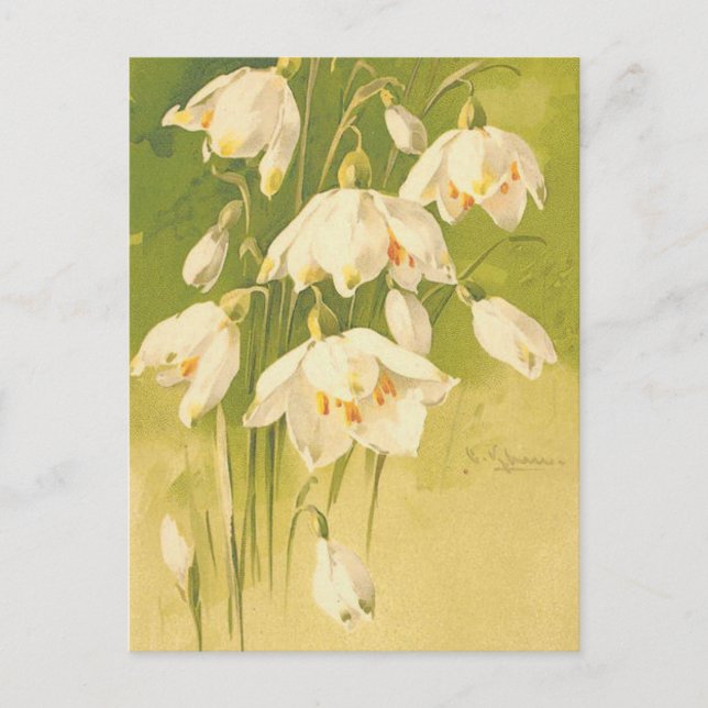 Vintage White Lily of the Valley Flower Postcard (Front)