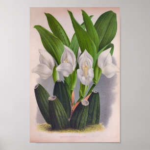 Vintage White Orchid Anguloa Uniflora Lindenia Poster