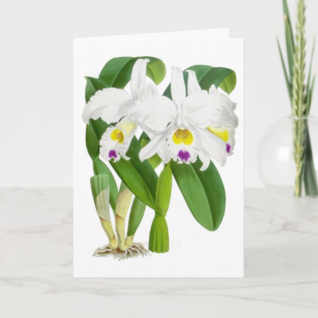 Vintage White Orchid Flower Blank Note Card (Front)