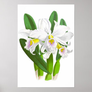 Vintage White Orchid Flower_GA - Poster