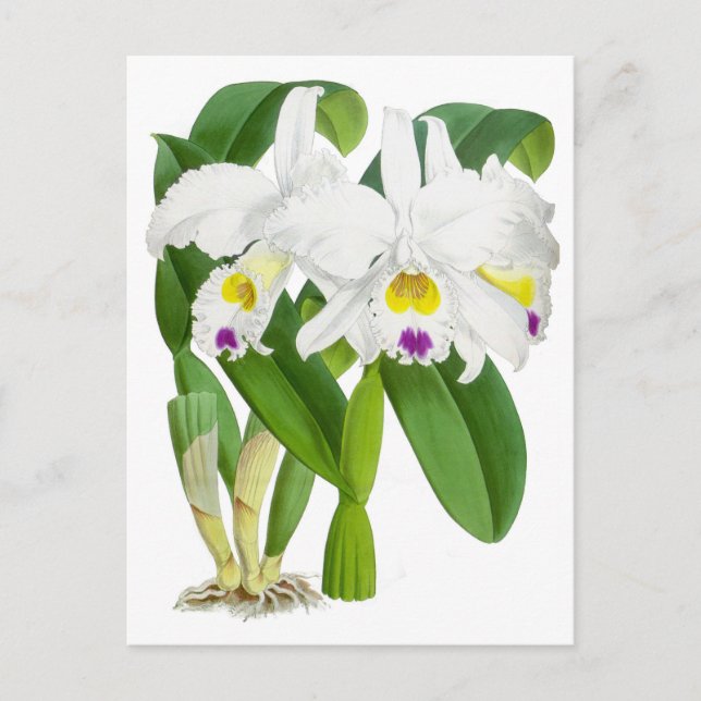 Vintage White Orchid Flower Postcard (Front)
