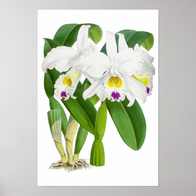 Vintage White Orchid Flower - Poster (Front)