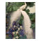 Vintage White Peacock Poster
