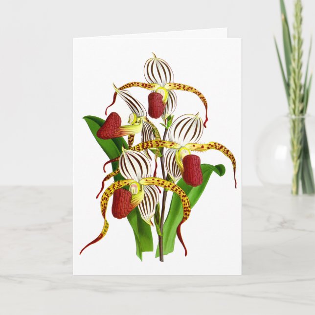 Vintage White Red Orchid Flower Card (Front)