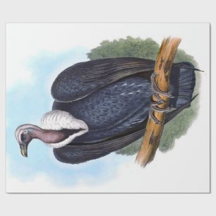 Vintage White-Rumped Vulture Bird Decoupage Wrapping Paper