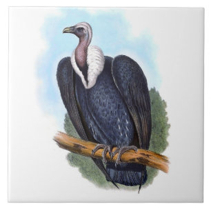 Vintage White-rumped Vulture Bird Illustration Tile