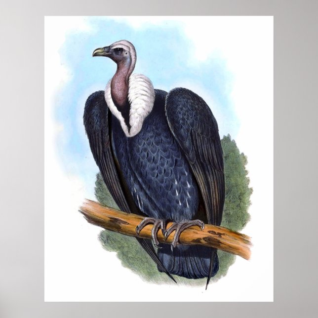 Vintage White-rumped Vulture Bird Poster (Front)