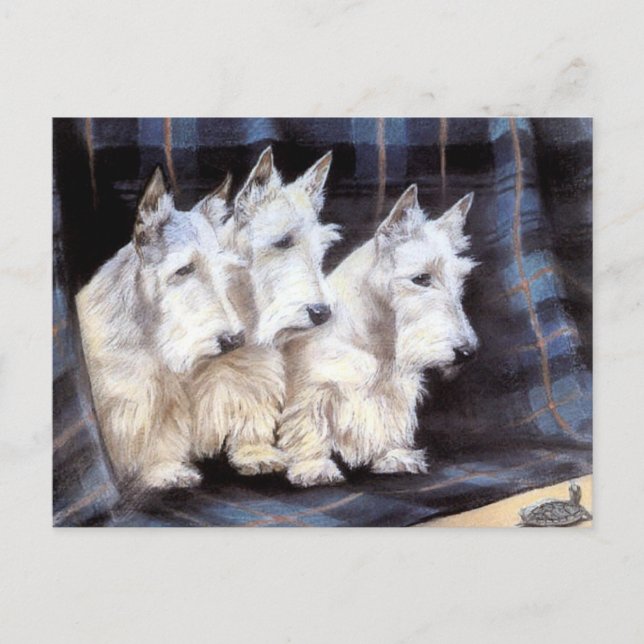 Vintage White Scottish Terriers Scotties Postcard (Front)