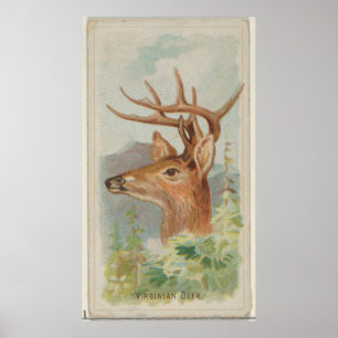 Vintage White Tail Deer Illustration (1888) Poster