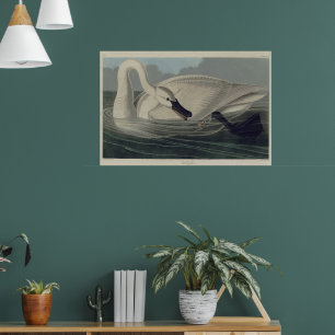 Vintage White Trumpeter Swan Poster