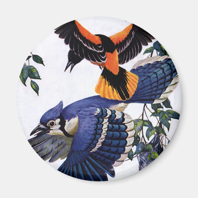 Vintage Wild Animals Birds, Blue Jays Flying Magnet (Front)