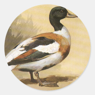 Vintage Wild Animals Birds, Mallard Duck Classic Round Sticker