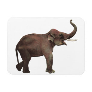 Vintage Wild Animals, Good Luck Asian Elephants Magnet