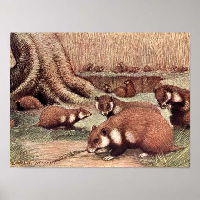 Vintage Wild Animals, Hamsters by Louis Sargent Poster (Front)