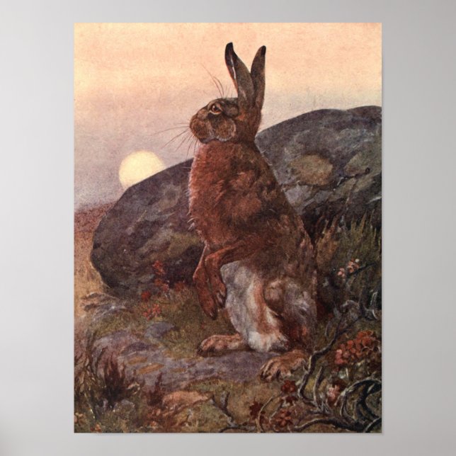 Vintage Wild Animals, Hare by Winifred Austen Poster (Front)