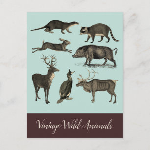 Vintage Wild Animals Postcard