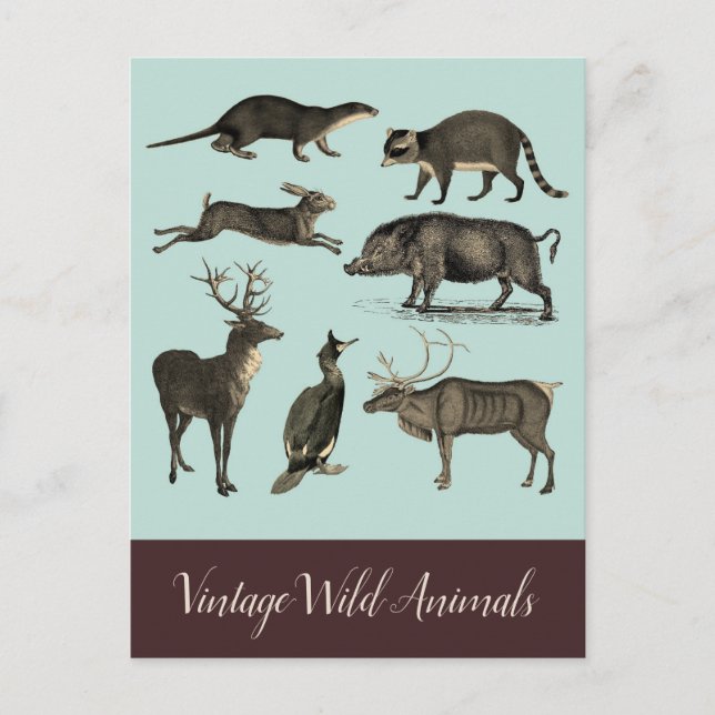 Vintage Wild Animals Postcard (Front)