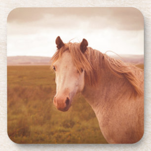 Vintage wild horse coaster