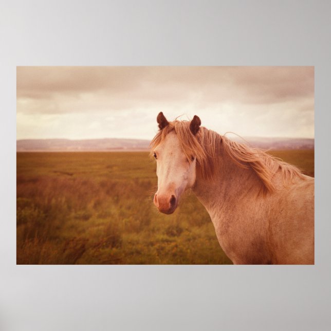 Vintage wild horse photograph poster (Front)