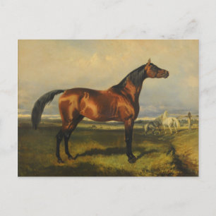 Vintage Wild Horses by Alfred de Dreux Postcard