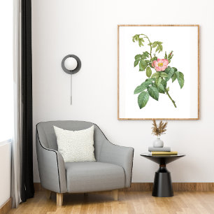 Vintage Wild Rose Botanical Art Printable Poster