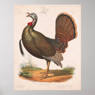 Vintage Wild Turkey Illustration (1872) Poster