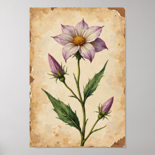 Vintage Wildflower Botanical Plate Art Poster