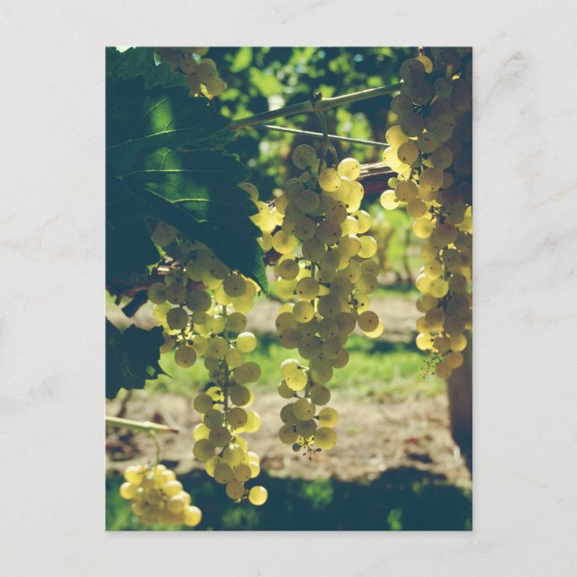 Vintage Winery Grapes Postcard (Front)