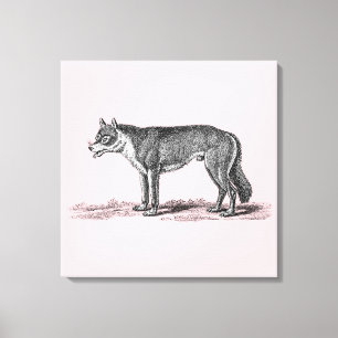 Vintage Wolf Illustration - 1800's Wolves Templat Canvas Print