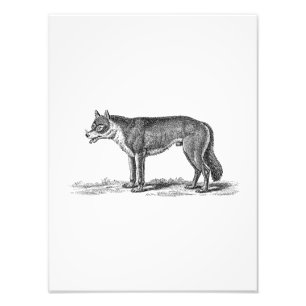 Vintage Wolf Illustration - 1800's Wolves Template Photo Print