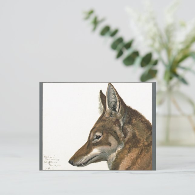Vintage Wolf Painting Rare Postcard (Standing Front)