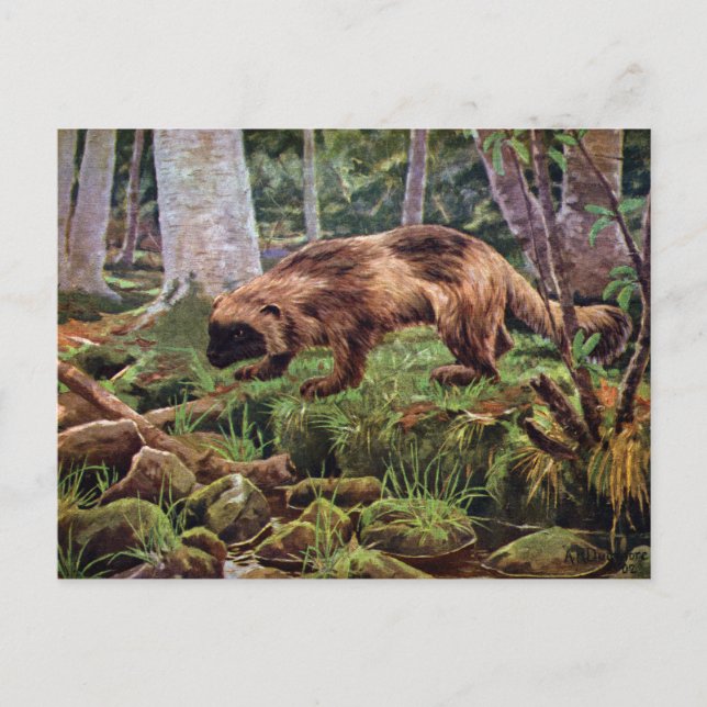 Vintage Wolverine Illustration Postcard (Front)