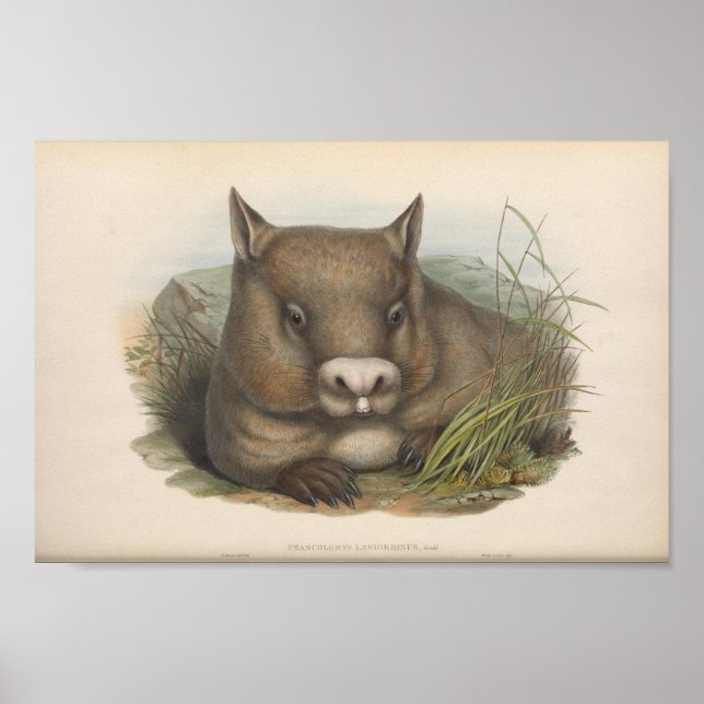 Vintage Wombat Illustration Poster (Front)