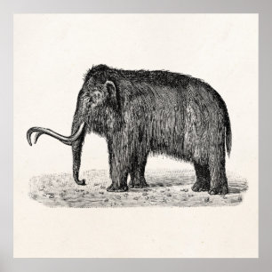Vintage Woolly Mammoth Illustration Wooly Mammoths Poster