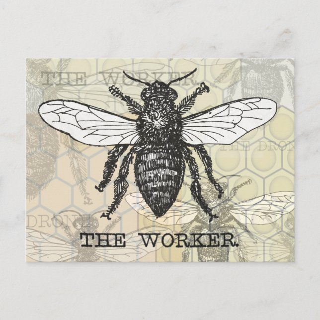 Vintage Worker Bee Illustration Art Postcard (Front)