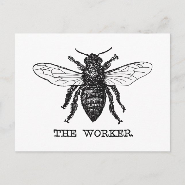 Vintage Worker Bee Illustration Art Postcard (Front)